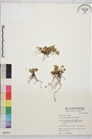 藏品(鹿場毛茛)的圖片