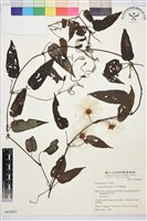 藏品(亨利氏鐵線蓮)的圖片