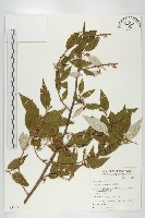 藏品(藤胡頹子)的圖片