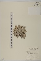 藏品(尼泊爾籟簫)的圖片