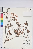 藏品(南澳杜鵑)的圖片