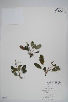 藏品(臺灣附地草)的圖片