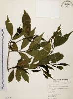 藏品(秀柱花)的圖片