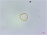 藏品(絨莖樓梯草)的圖片