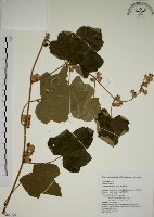 藏品(寒莓)的圖片