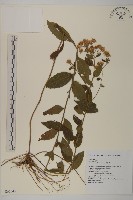 藏品(山白蘭)的圖片