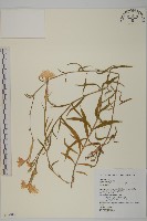 藏品(臺灣瞿麥)的圖片