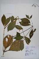 藏品(牛膝)的圖片