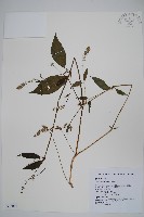 藏品(牛膝)的圖片