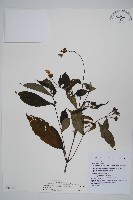 藏品(臺灣馬藍)的圖片