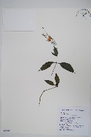 藏品(針刺草)的圖片