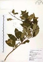 藏品(石苓舅)的圖片