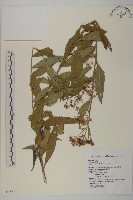 藏品(山白蘭)的圖片