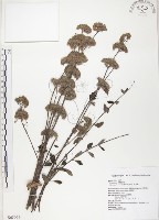 藏品(灰葉蕕)的圖片