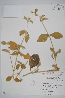 藏品(印度牛膝、土牛藤)的圖片