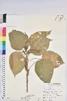 藏品(紅頭鐵莧、蘭嶼鐵莧)的圖片