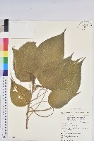 藏品(紅頭鐵莧、蘭嶼鐵莧)的圖片