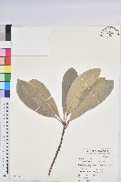 藏品(蘭嶼土沉香)的圖片