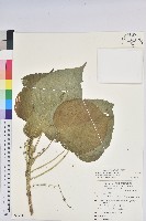 藏品(花蓮鐵莧、臺東鐵莧)的圖片