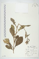 藏品(生毛將軍)的圖片