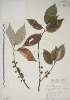 藏品(四脈麻)的圖片