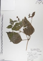 藏品(雙花蟛蜞菊)的圖片