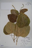 藏品(臺灣牛嬭菜)的圖片