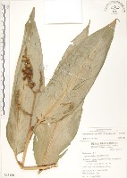 藏品(呂宋月桃)的圖片