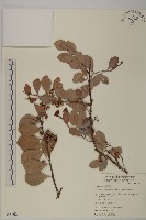 藏品(蘭嶼裸實)的圖片