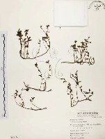 藏品(馬齒莧)的圖片