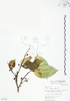 藏品(白肉榕、島榕)的圖片