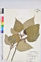 藏品(紅肉橙蘭、華血桐)的圖片