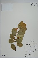 藏品(蘭嶼絡石)的圖片