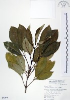 藏品(假三腳虌)的圖片