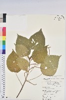 藏品(紅頭鐵莧、蘭嶼鐵莧)的圖片