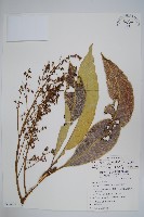 藏品(臺東漆樹)的圖片