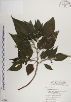 藏品(落尾麻)的圖片