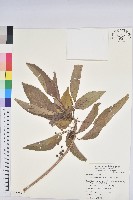 藏品(假鐵莧)的圖片