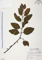 藏品(杜鵑桑寄生)的圖片