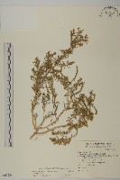 藏品(裸花鹼蓬)的圖片