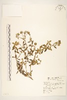 藏品(天蓬草舅)的圖片