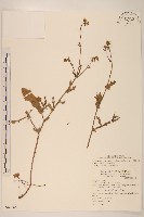 藏品(紫背草)的圖片