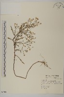 藏品(掃帚菊)的圖片