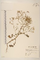 藏品(銀膠菊)的圖片