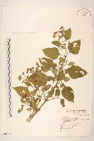 藏品(雙花蟛蜞菊)的圖片