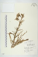 藏品(伽藍菜、倒吊蓮)的圖片