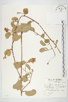 藏品(馬鞍藤)的圖片