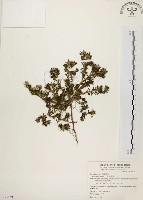 藏品(毛馬齒莧)的圖片