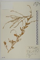 藏品(變葉藜)的圖片