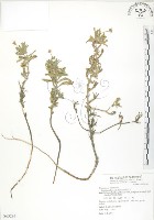 藏品(裂葉月見草)的圖片